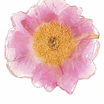 Pinche de Peonía Rosa en Resina