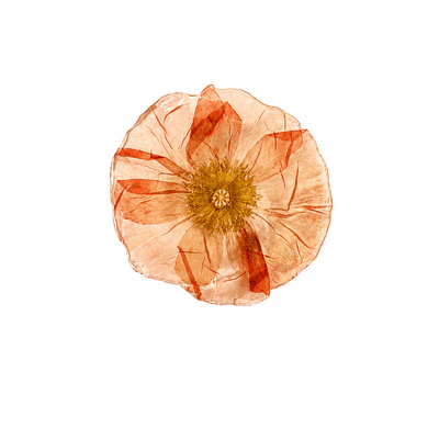 Pinche de Amapola en Tonos Coral 