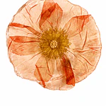Pinche de Amapola en Tonos Coral 