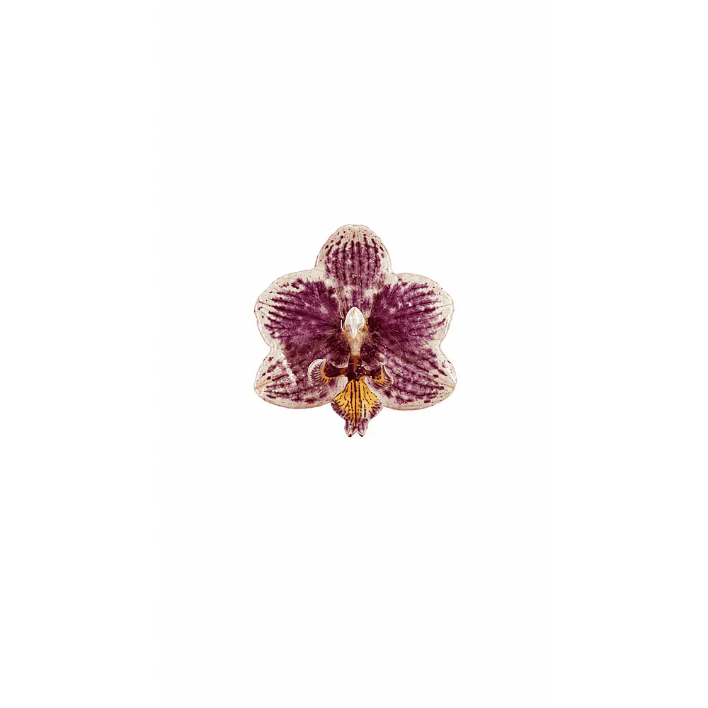 Anillo de Orquídea Jaspeada Natural Preservada | Cande Art