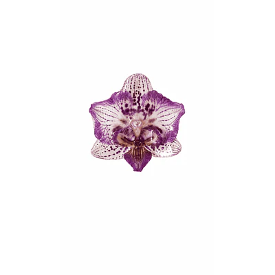 Anillo de Orquídea Violeta Natural Preservada | Cande Art