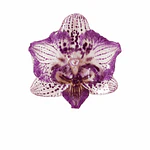 Anillo de Orquídea Violeta Natural Preservada | Cande Art