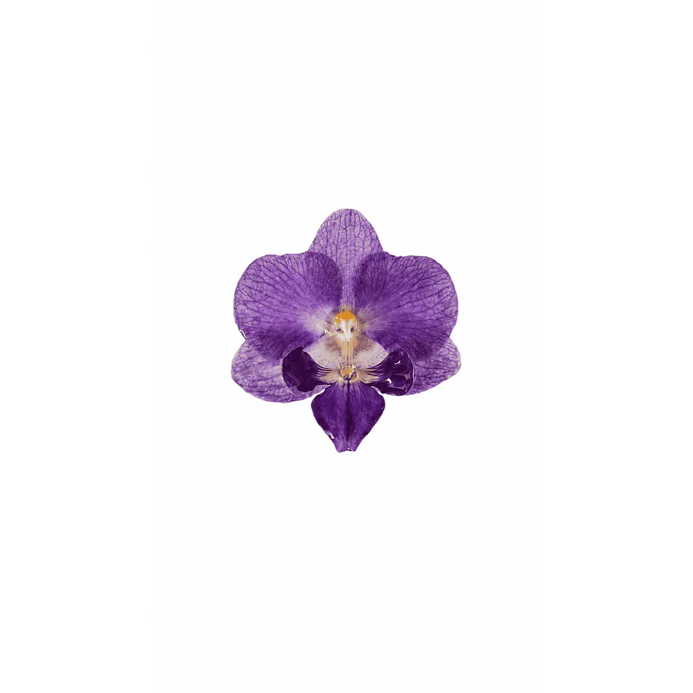 Anillo de Orquídea Morada Natural Preservada  | Cande Art