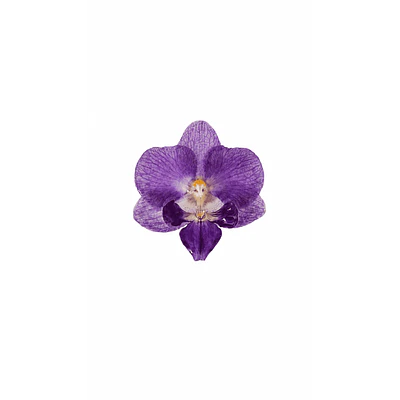 Anillo de Orquídea Morada Natural Preservada  | Cande Art