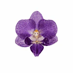 Anillo de Orquídea Morada Natural Preservada  | Cande Art