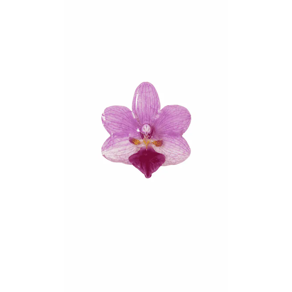 Anillo de Orquídea Rosada Natural Preservada | Cande Art
