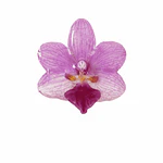Anillo de Orquídea Rosada Natural Preservada | Cande Art