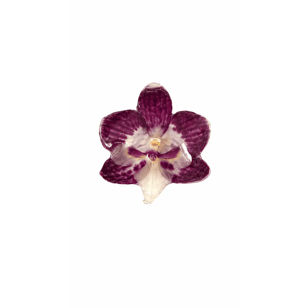 Anillo de Orquídea Morado Oscuro Natural Preservada | Cande Art