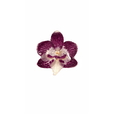 Anillo de Orquídea Morado Oscuro Natural Preservada | Cande Art