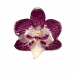 Anillo de Orquídea Morado Oscuro Natural Preservada | Cande Art