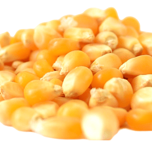 Maíz Curagua/ Para Cabritas