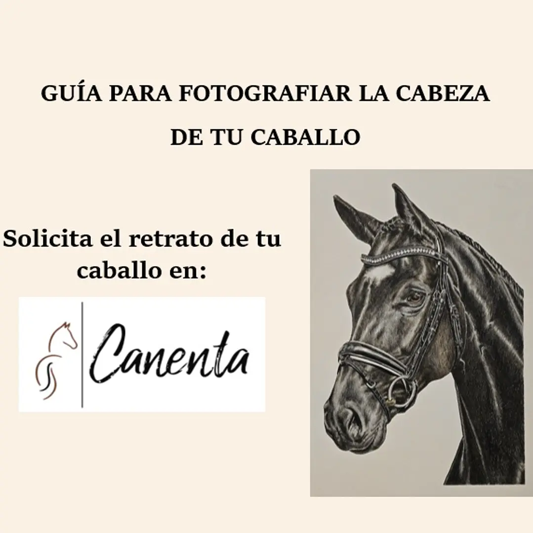 Guía completa gratuita: Cómo fotografiar tu caballo para un retrato profesional 1