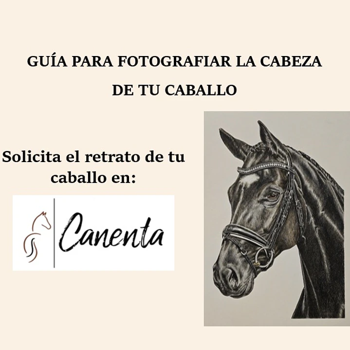 Guía completa gratuita: Cómo fotografiar tu caballo para un retrato profesional 1