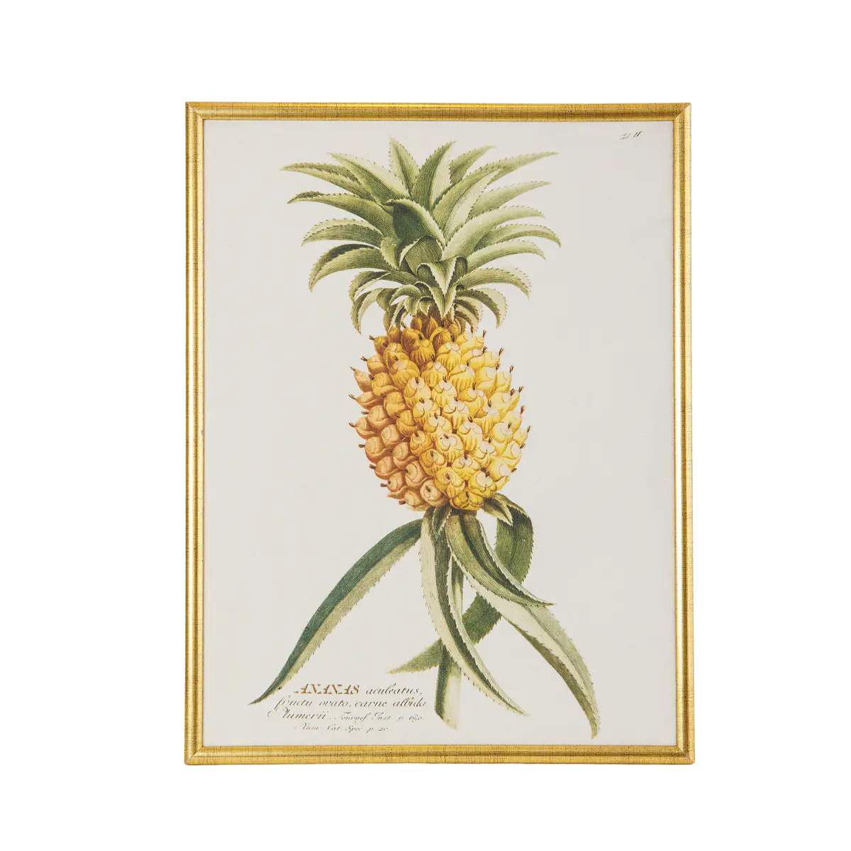 PIÑA