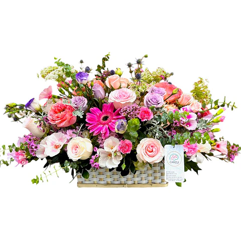 Blossom Prestige