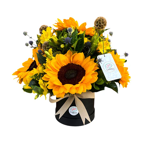 Sun Box