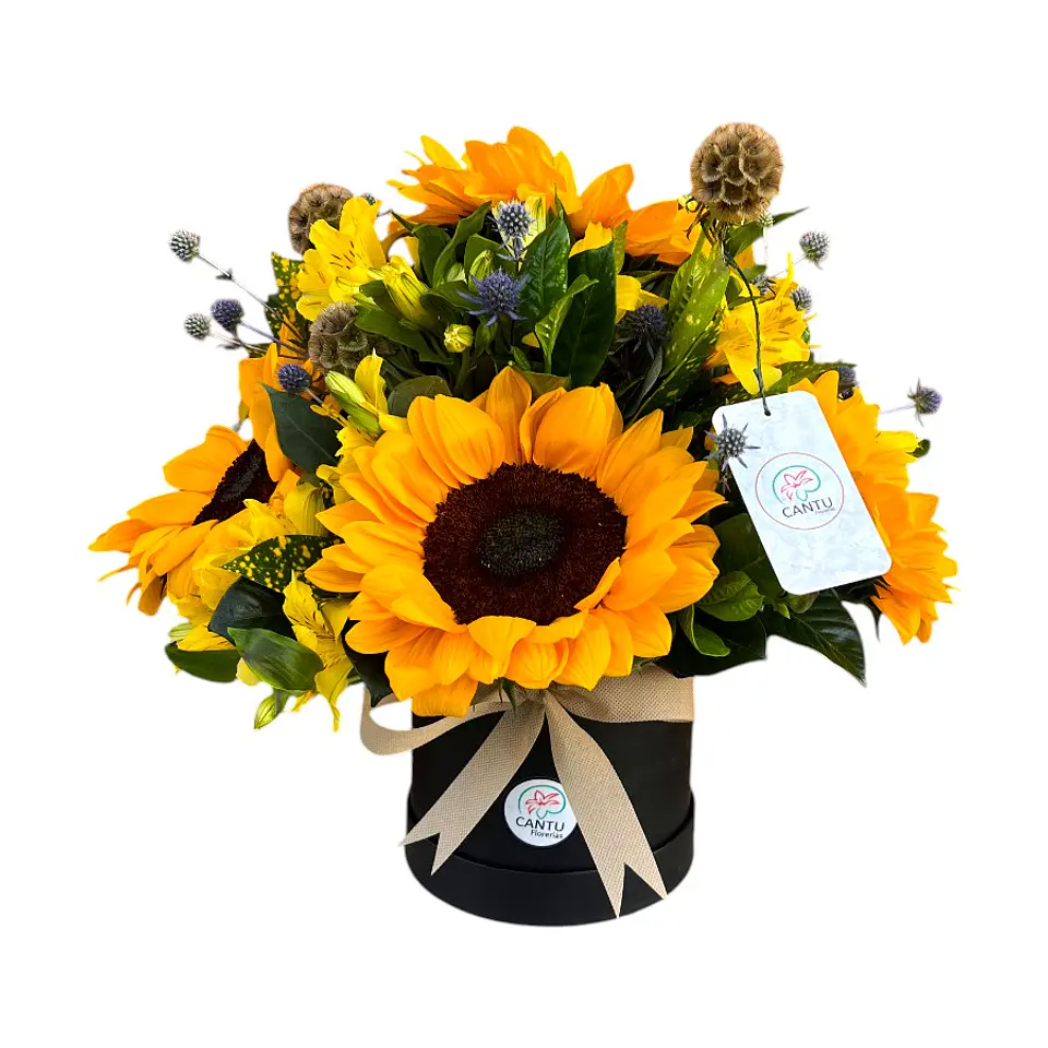 Sun Box 1