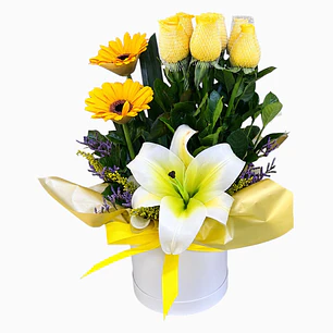 Box Primavera