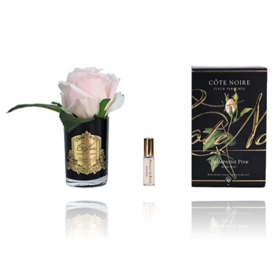 BOTÓN de ROSA Rose Champagne [Champagne Pink]