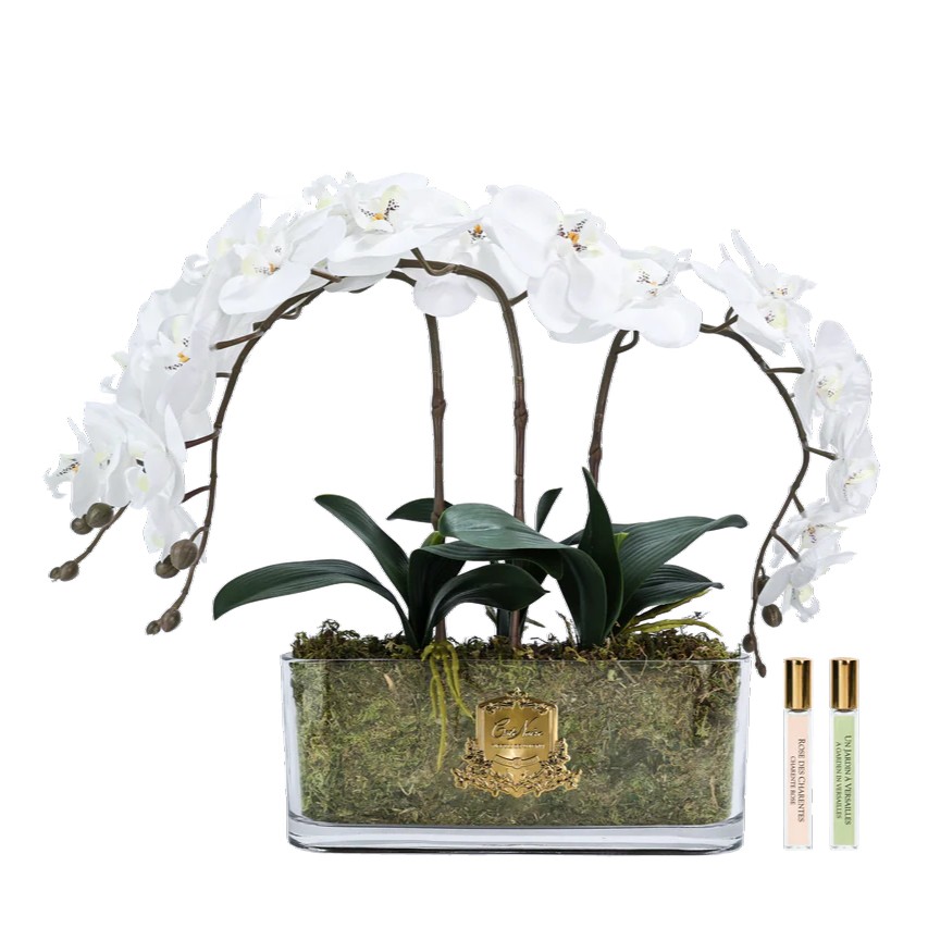 Bouquet 3 Orquídeas  Blanc Ivoire   [   Ivory White   ] 