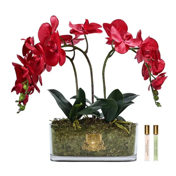 Trío de Orquídeas  Rouge Carmin   [   Carmine Red   ]