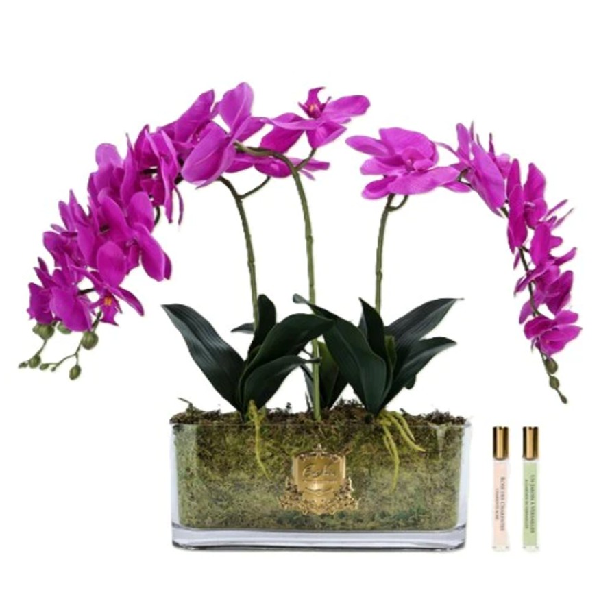 Trío de Orquídeas  macetero oval   [   Fuchsia   ]