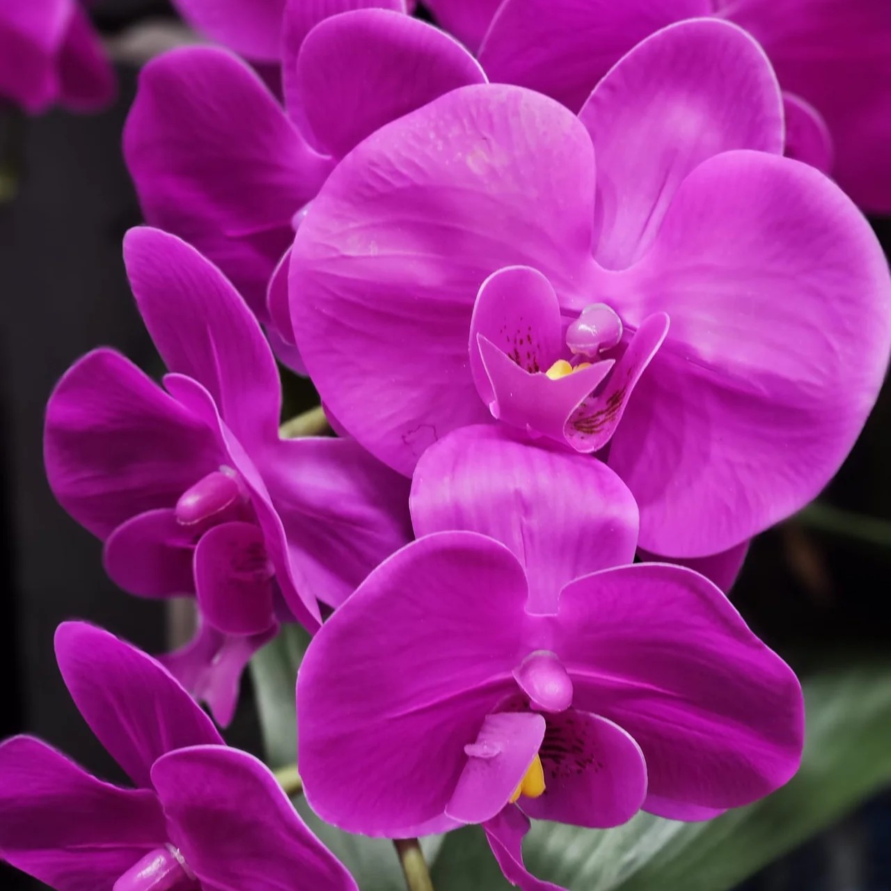 Trío de Orquídeas  macetero oval   [   Fuchsia   ]