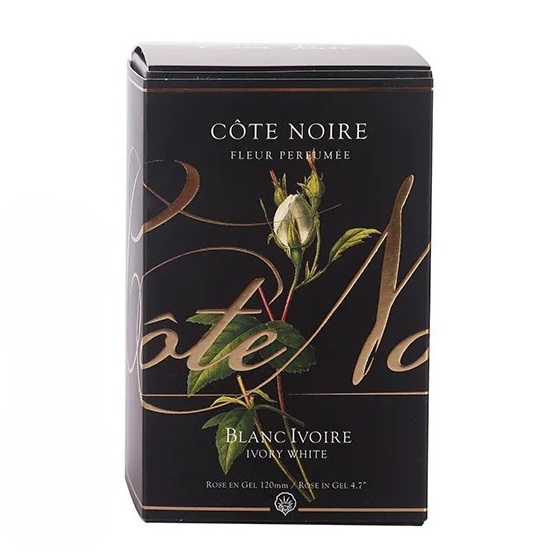   Botón de Rosa     Blanc Ivoire     [  Ivory White  ]  