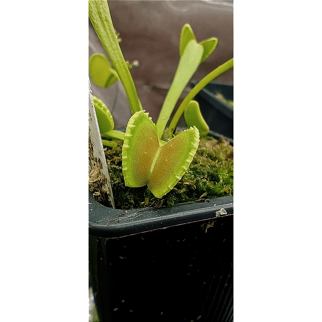 Venus cultivar "Diflora wizard"