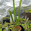 Sarracenia tygo +40cm