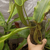 Nepenthes máxima wavy leaf adulta