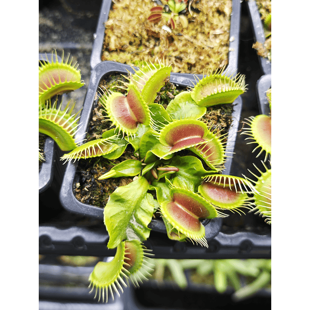 Venus cultivar B52 x H3 Giant 