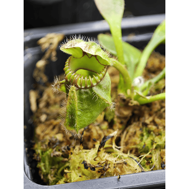 Cephalotus follicularis 