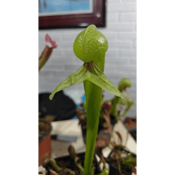 Darlingtonia Californica 
