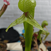 Darlingtonia Californica 