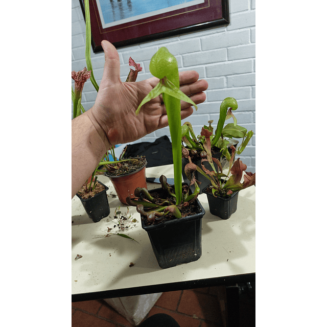 Darlingtonia Californica 