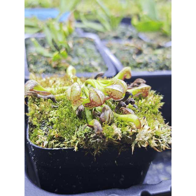 Darlingtonia Californica 