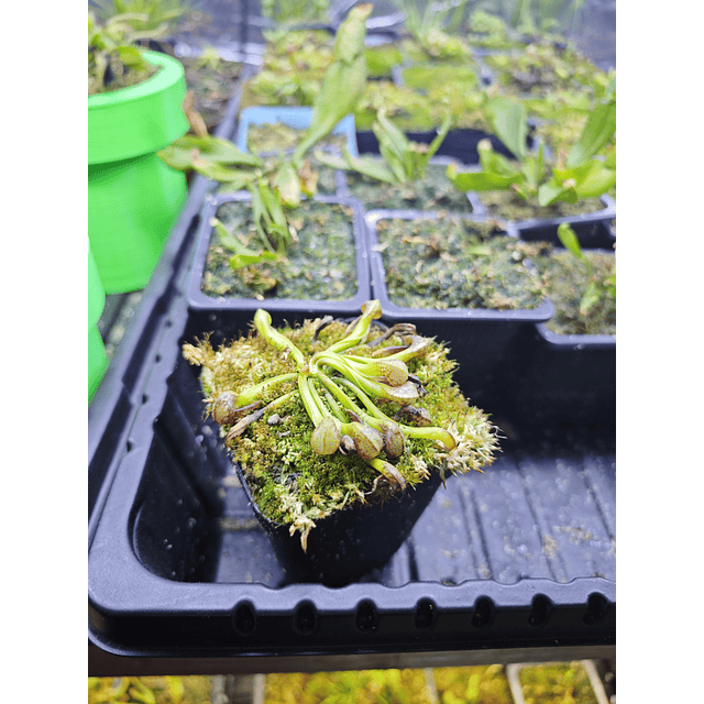 Darlingtonia Californica 