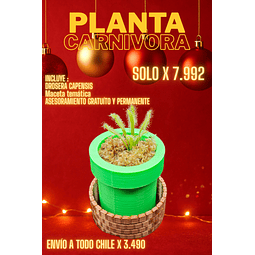 Drosera capensis maceta mario