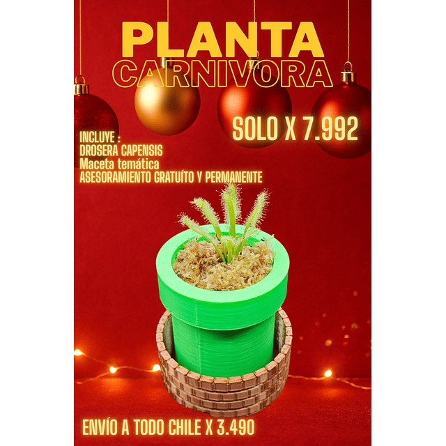 Drosera capensis maceta mario