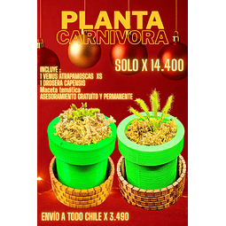 Pack Venus + drosera  ambas en maceta de mario