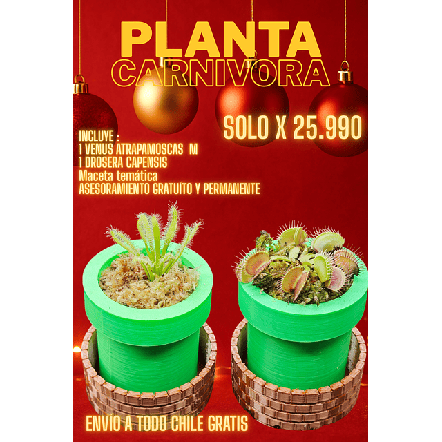 Venus M + drosera capensis en maceta de mario