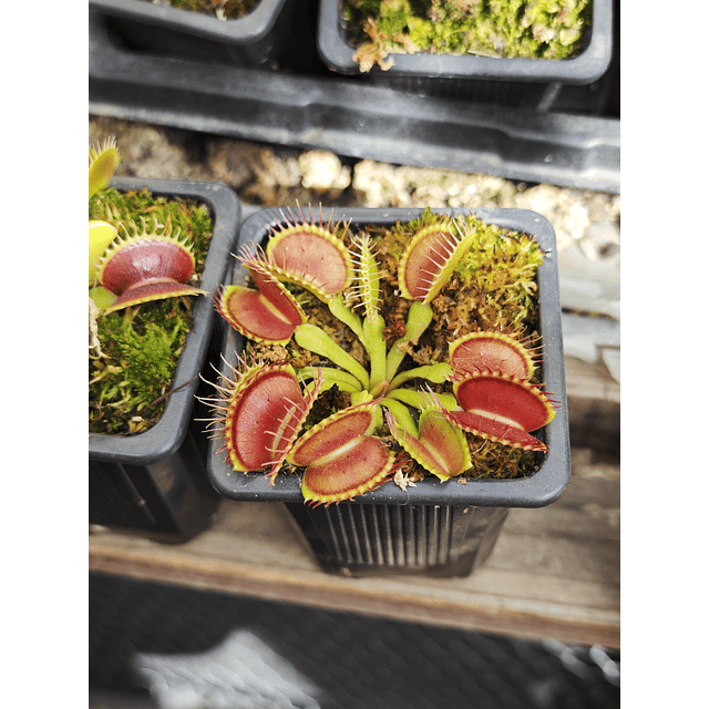 Venus Atrapamoscas tamaño XL