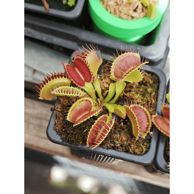 Venus Atrapamoscas tamaño XL