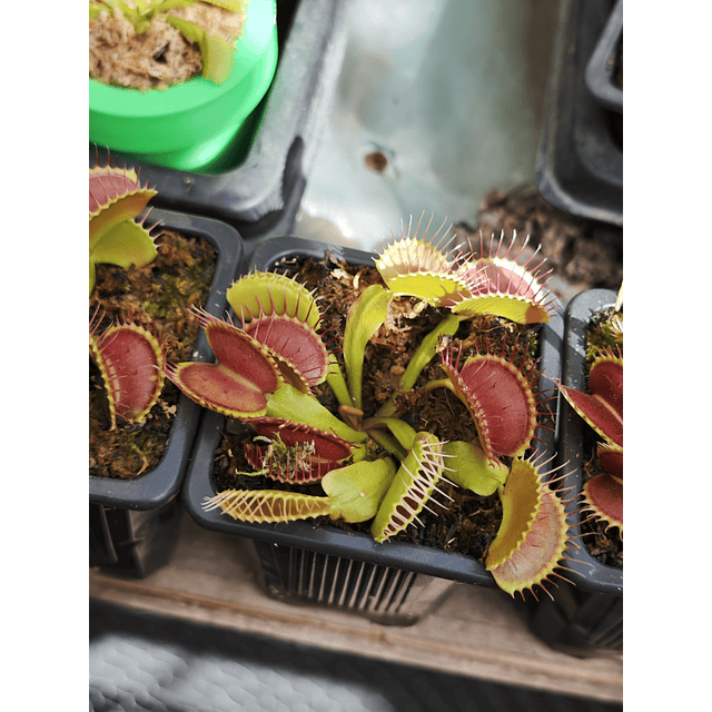 Venus Atrapamoscas tamaño XL