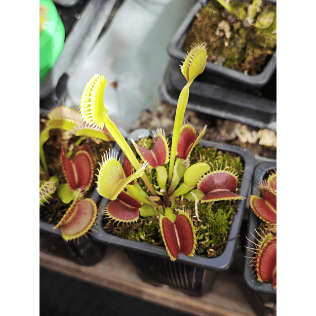 Venus Atrapamoscas tamaño XL