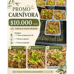 Promo carnivora 3 plantas
