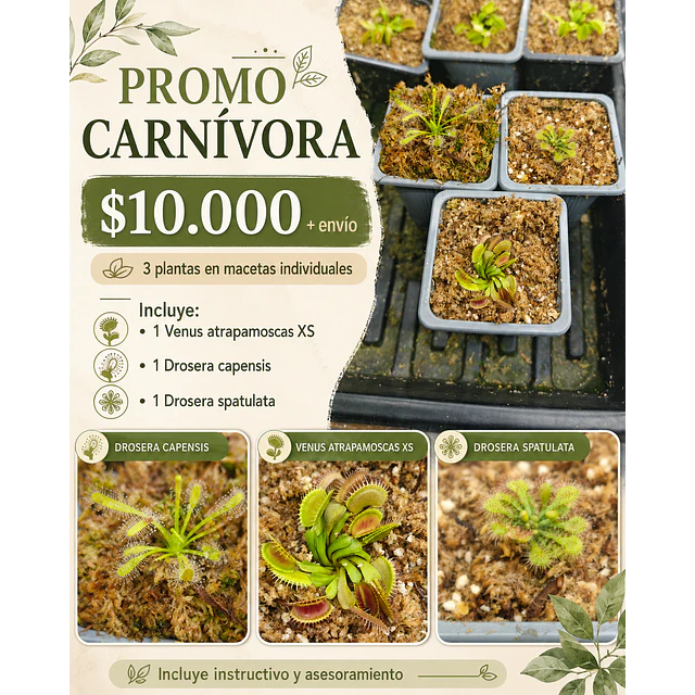 Promo carnivora 3 plantas
