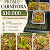 Promo carnivora 3 plantas