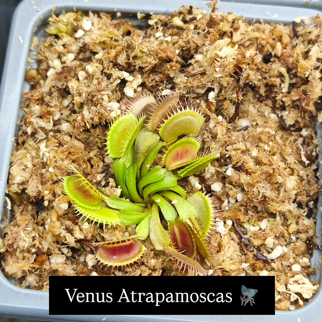Promo carnivora 3 plantas
